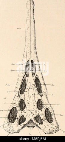 Die StÃ¤mme der Wirbeltiere (1919) ist eine deutsche Arbeit zur Klassifizierung von Wirbeltieren, die verschiedene Artengruppen und ihre anatomischen und evolutionären Merkmale detailliert beschreibt. Stockfoto