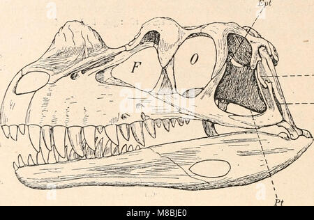 Die Stämme der Wirbeltiere (1919) (20947755845) Stockfoto