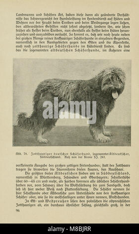 Der Deutsche Schäferhund in Wort und Bild (1921) (20673716670) Stockfoto