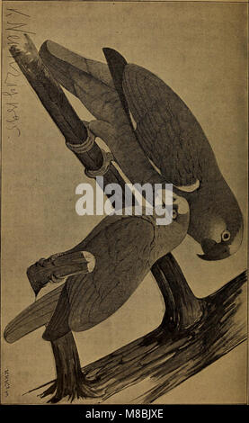 Der Graupapagei. Seine Naturgeschichte (1896) (20239667884) Stockfoto