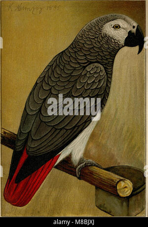 Der Graupapagei. Seine Naturgeschichte (1896) (20674199150) Stockfoto
