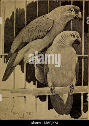 "Der Graupapagei. Seine Naturgeschichte' (1896) liefert eine detaillierte Naturgeschichte des Graupapageiens, einschließlich seines Lebensraums, seines Verhaltens, seiner Ernährung und seiner Rolle im Ökosystem. Stockfoto