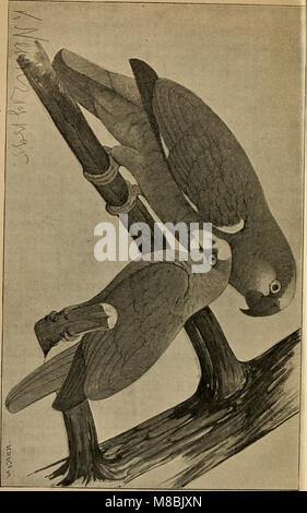 Der Graupapagei. Seine Naturgeschichte (1896) (20674213990) Stockfoto