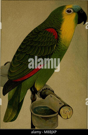 "Der Graupapagei. Seine Naturgeschichte' (1896) erforscht die Naturgeschichte des Graupapageis, einschließlich seines Lebensraums, seines Verhaltens, seiner Ernährung und seiner Fortpflanzung, eine detaillierte Untersuchung der Art. Stockfoto