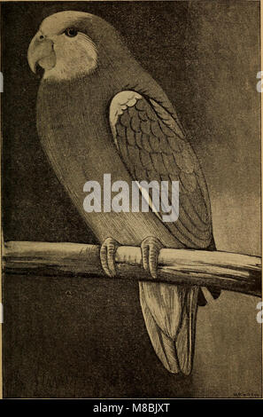 Der Graupapagei. Seine Naturgeschichte (1896) (20675515689) Stockfoto