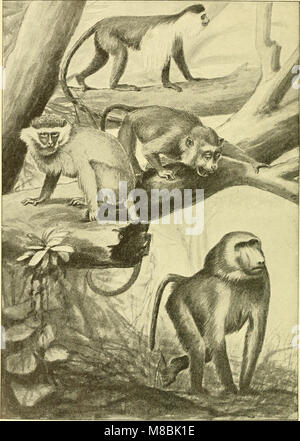 Der Mensch, Sein Ursprung und seine Entwicklung, in gemeinverständlicher English (1911) (20242253613) Stockfoto