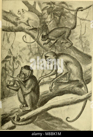 Der Mensch, Sein Ursprung und seine Entwicklung, in gemeinverständlicher English (1911) (20676500489) Stockfoto