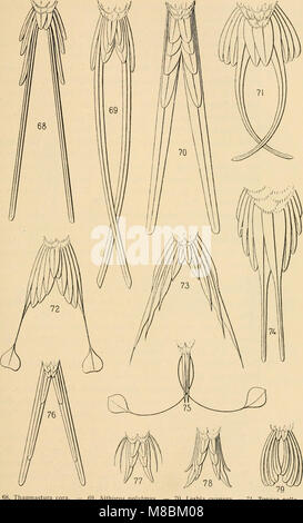 Vögel sterben; Handbuch der systematischen Ornithologie (1913) (20924076326) Stockfoto