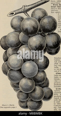Beschreibende und illustrierte Katalog von Obst- und Zierbäumen, Sträuchern, Pflanzen (1900) (20371617880) Stockfoto