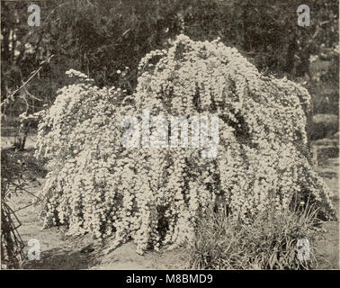 Beschreibender Katalog- Obst- und Waldbäume, Reben und Sträucher, Palmen und Rosen (1904) (20878665935) Stockfoto