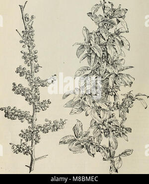 Beschreibender Katalog - dekorative Bäume, Sträucher, Kletterpflanzen, Evergreens, Stauden und Früchte (1902) (20377598108) Stockfoto