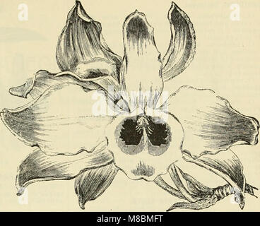 Beschreibender Katalog und Preisliste - Tropische und Subtropische, Obstbäumen, Palmen, Zierpflanzen, Orchideen und Gewächshaus Pflanzen (1891) (20862766072) Stockfoto