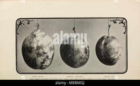 Dieser Katalog von 1905 enthält eine detaillierte Auflistung von Laubbäumen, Zitrusfrüchten, Weinreben, kleinen Früchten, Zierbäumen, Sträucher, Rosen und Palmen, die einen umfassenden Leitfaden für Gärtner und Gartenbauer bieten. Stockfoto