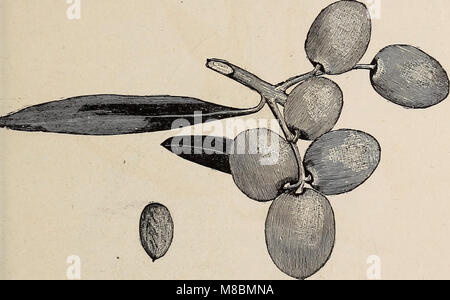 Beschreibender Katalog der Obstbäume kleine Früchte, etc. (1892) (20883243381) Stockfoto