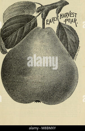 Beschreibender Katalog der Obst- und Zierbäume, Weinreben, kleine Früchte, Sträucher, Pflanzen, &c. (1897) (20363404789)