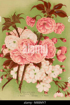 Der Katalog 1911 von Yokohama Nursery Co. Enthält eine Vielzahl von Pflanzen, Bäumen und Gartenbauprodukten, die zum Verkauf angeboten werden. Es enthält Beschreibungen von Arten, Anbautipps und Informationen für Gärtner und Landschaftsgärtner. Stockfoto