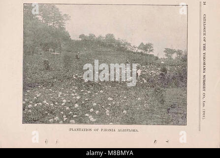 Der Katalog 1911 der Yokohama Nursery Co. Enthält eine Vielzahl von Pflanzenarten, die zum Verkauf angeboten werden. Es bietet Beschreibungen von Blumen, Bäumen und Sträuchern, die für unterschiedliche Klimazonen und Gartenbedingungen geeignet sind, sowie Anbauanweisungen. Stockfoto