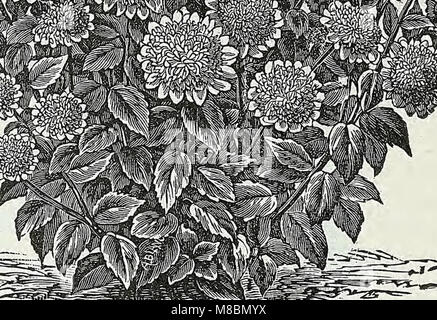 Beschreibender Katalog der Gemüse, Blumen und Samen (18 uu) (20871982835) Stockfoto