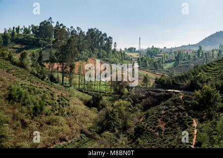 Landwirtschaftliche Flächen in Nilgiris in der Nähe von Ooty, Tamil Nadu, Indien Stockfoto