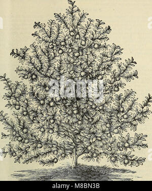 Dieser illustrierte Katalog (1890) enthält detaillierte Beschreibungen verschiedener Obst- und Zierbäume, Sträucher und Pflanzen. Es dient als umfassender Leitfaden für Gärtner und Gartenbaubetriebe und hebt die Eigenschaften, Verwendungen und Anbauanforderungen der Pflanzen hervor. Stockfoto
