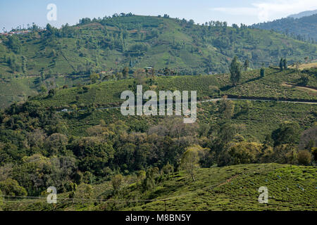 Landwirtschaftliche Flächen in Nilgiris in der Nähe von Ooty, Tamil Nadu, Indien Stockfoto