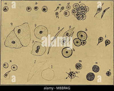 „Diagnostic Methods, Chemical, Bacteriological and microscopical“ (1909) ist ein Lehrbuch für Medizinstudenten und Praktiker. Es beschreibt die Methoden, die bei der Diagnose von Krankheiten durch chemische Analyse, mikrobiologische Untersuchung und Mikroskopie verwendet werden. Stockfoto