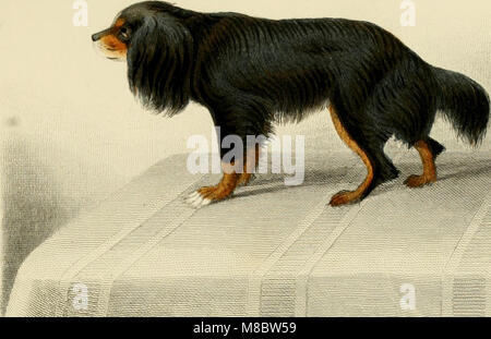 Wörterbuch universel d'Histoire Naturelle - Atlas (1861) (20912543131) Stockfoto