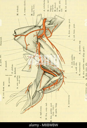 Die Anatomie des Frosches; ein Handbuch für Physiologen, Ärzte und Studire (1887-) (20881436386) Stockfoto