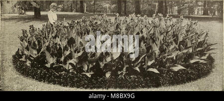 Dingee Leitfaden zur Rose Kultur - seit mehr als 60 Jahren eine Behörde (1915) (20955779085) Stockfoto