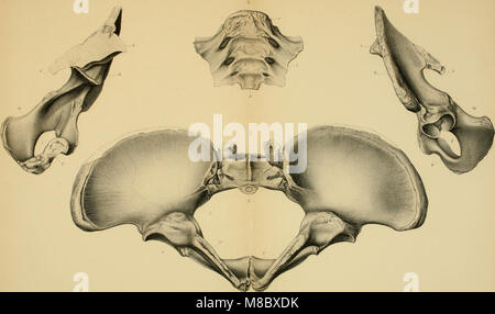 Dinocerata - eine Monographie einer ausgestorbenen Reihenfolge der riesigen Säugetiere (1886) (20769023940) Stockfoto