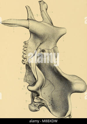 Dinocerata - eine Monographie einer ausgestorbenen Reihenfolge der riesigen Säugetiere (1886) (20947046012) Stockfoto