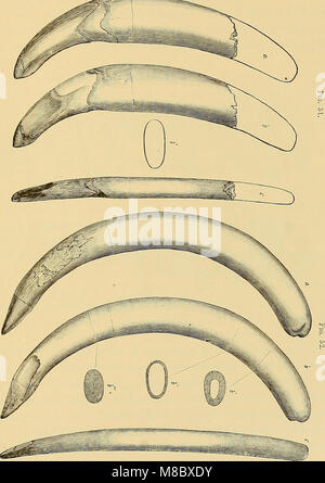 Dinocerata - eine Monographie einer ausgestorbenen Reihenfolge der riesigen Säugetiere (1886) (20956656635) Stockfoto