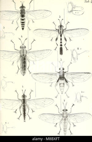 Diptères exotiques Nouveaux ou peu connus (1838) (20773100779) Stockfoto