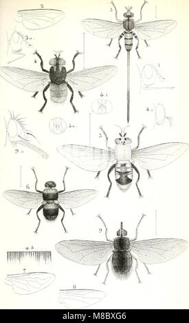 Diptères exotiques Nouveaux ou peu connus (1838) (20967135211) Stockfoto