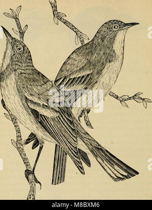 Verzeichnis der Vögel von östlichen Nordamerika (1918) (14568808170) Stockfoto