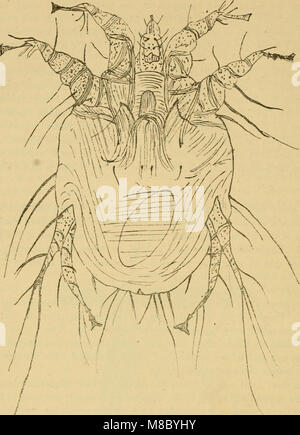 Diese 1886 vorliegende Abhandlung über Pferdemedizin und -Chirurgie liefert fundiertes Wissen über die Diagnose, Behandlung und Prävention von häufigen Krankheiten und Störungen bei Pferden und dient als Referenz für Tierärzte und Pferdezüchter. Stockfoto