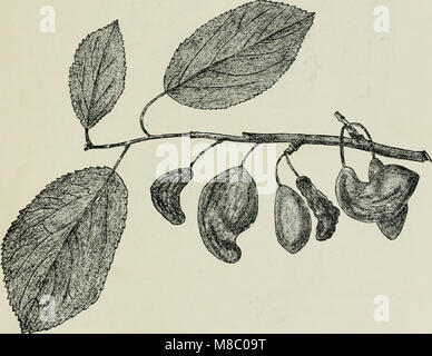 Krankheiten von Pflanzen durch cryptogamic Parasiten induziert; Einführung in das Studium der pathogenen Pilzen, Schleim - Pilze, Bakterien und Algen (1897) (20944493256) Stockfoto