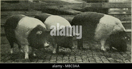 Erkrankungen von Schweinen, mit Gen-pflanzen Verweis auf Hog - Cholera (1914) (14595621608) Stockfoto