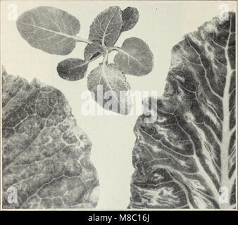 Krankheiten der Lkw Nutzpflanzen - Ralph E. Smith (1940) (20351697863) Stockfoto