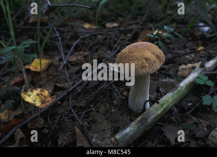 Frischen Steinpilzen in einem Korb und trockene Pilz auf Holztisch, Overhead Stockfoto