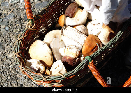 Korb mit verschiedenen Pilzen Stockfoto