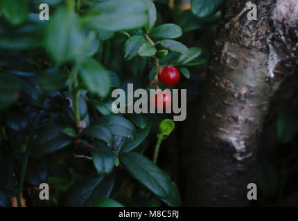 Rot auf dem Zweig. Rot auf einem Busch. Frische reife Beeren mit grünem Hintergrund. Stockfoto