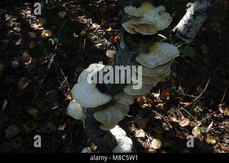 Pilz - Parasit wächst an einem Baum Stockfoto