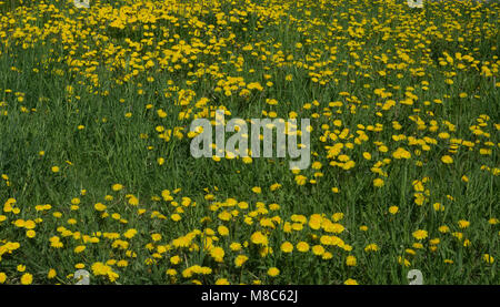 Helle dandellion Blüten mit grünen Blätter über organischen Bodens Hintergrund Stockfoto