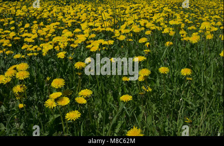 Helle dandellion Blüten mit grünen Blätter über organischen Bodens Hintergrund Stockfoto