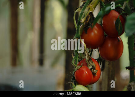 rote Tomaten Hintergrund. Gruppe von Tomaten Stockfoto