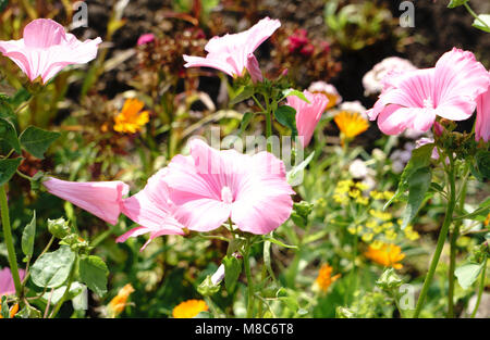 Ein Bouquet von Wilden rosa Blüten Stockfoto