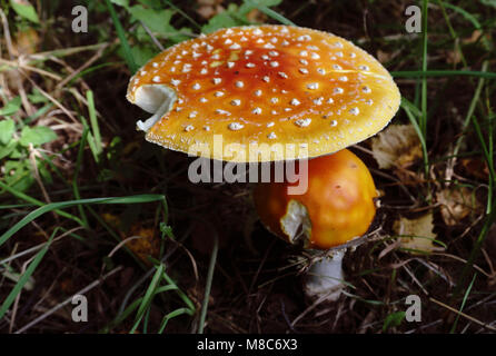 Pilze. ist reich an Pilzen. Pilze sind von verschiedenen Arten Stockfoto