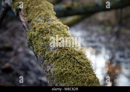 Moos wächst auf den Baum im Wald. Stockfoto