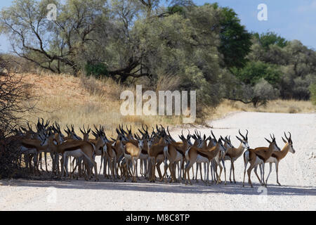 Herde der springbock (Antidorcas marsupialis) im Schatten, auf einem Feldweg, Kgalagadi Transfrontier Park, Northern Cape, Südafrika, Afrika Stockfoto